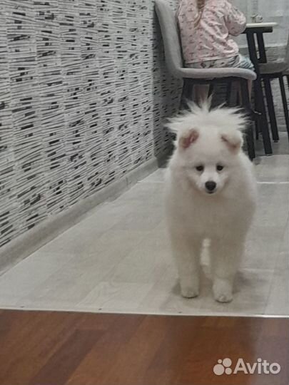 Продаётся собака