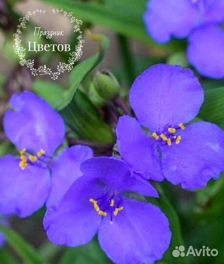 Традесканция садовая