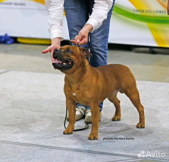 Стаффордширский бультерьер на вязку