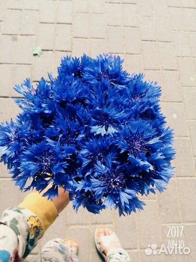 Букет из васильков