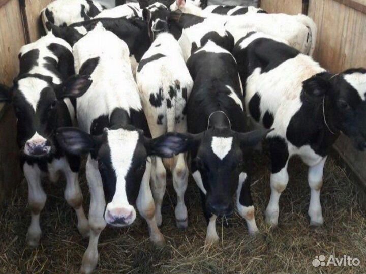 Бычки телочки