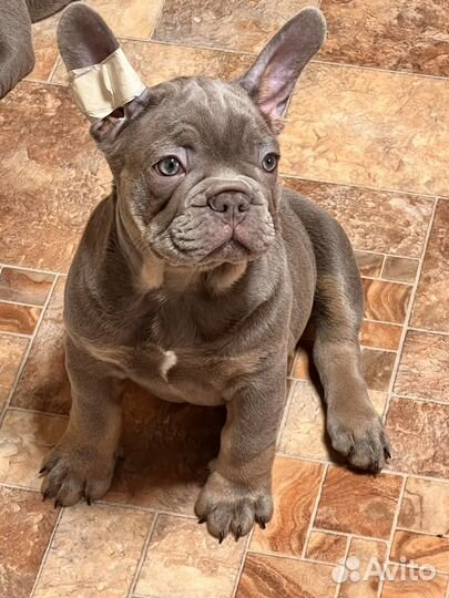 Девочка Изабелла тан