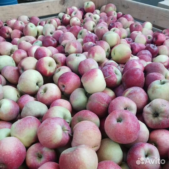 Яблоки оптом и в розницу