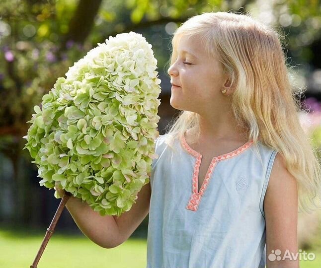 Гортензия Геркулес