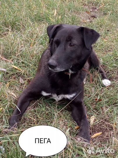 Ищем дом для замечательной собаки