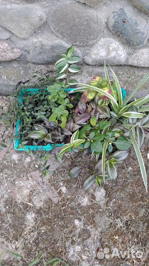 Традесканции сортовые