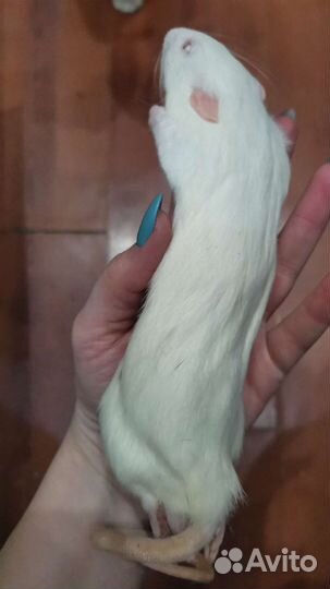 Кормовые мыши крысы для рептилий и хищных птиц