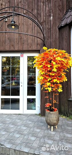 Декоративное дерево Клён осенний