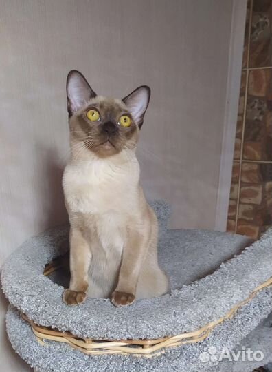 Бурманские котята