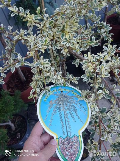 Кизильник шведский джульетта