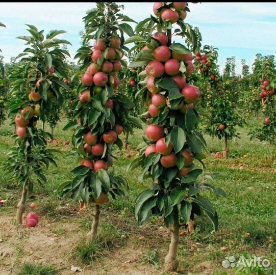 Колоновидная яблоня и груша