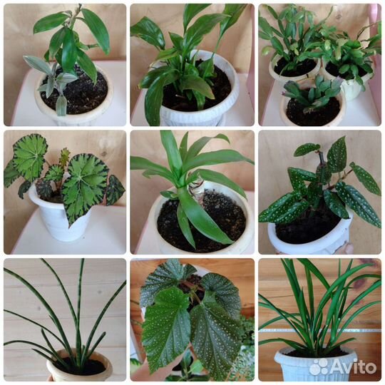 Комнатные растения