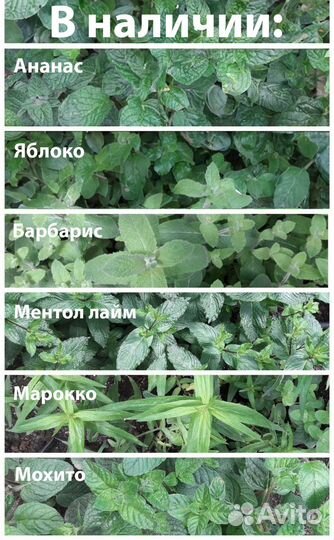 Мята сортовая