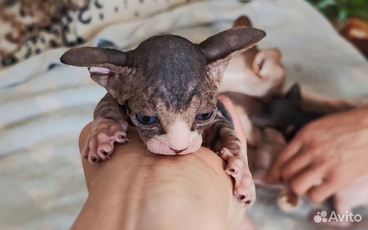 Канадский сфинкс