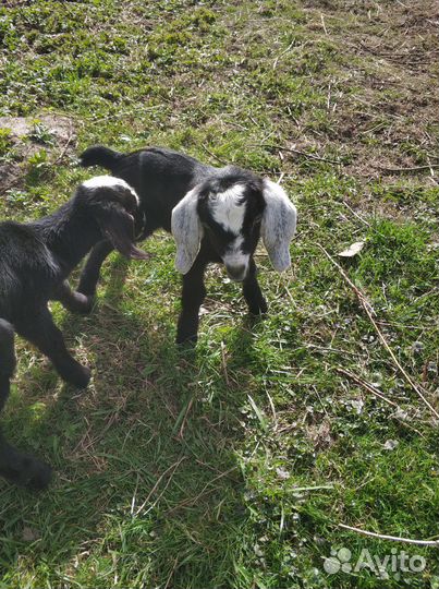 Нубийские высоко процентные козлята