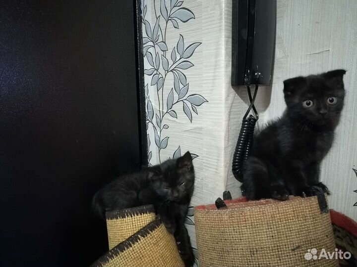 Котёнок британец и шатланка