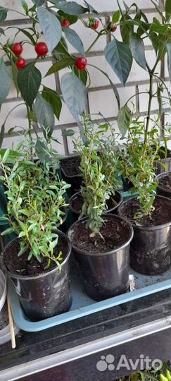 Перец острый, гранат, гибискус, пахист, к.герань