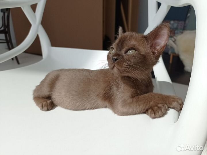 Бурманские котята