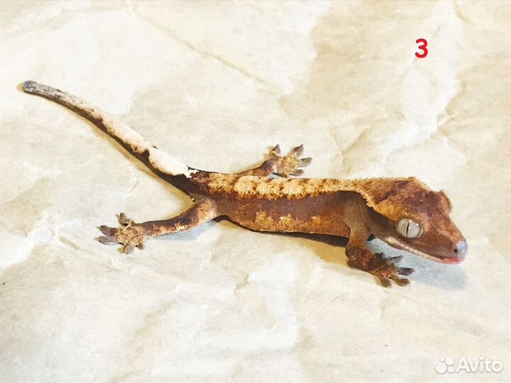 Реснитчатый геккон бананоед