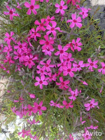 Почвопокровные растения