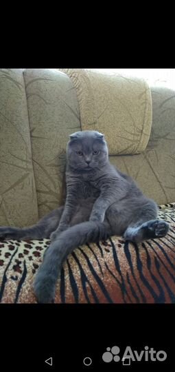 Отдам бесплатно