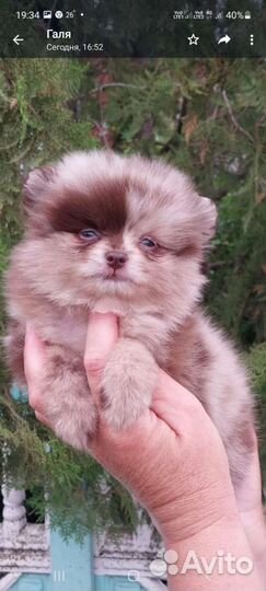 Померанский щпиц мини