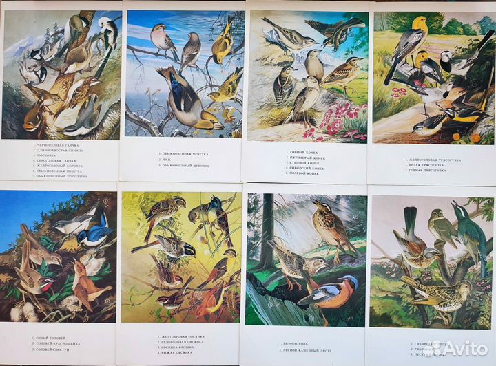 Иллюстрации птиц