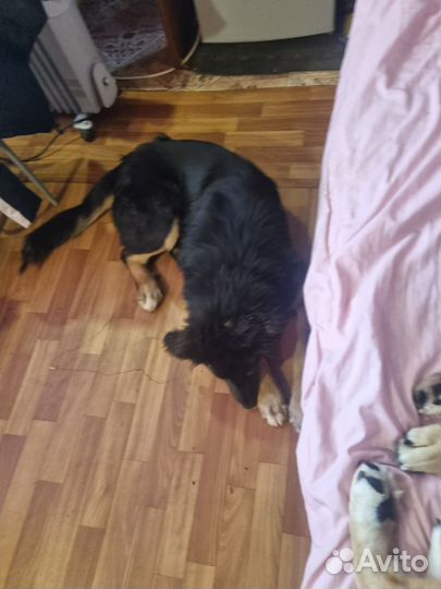 Собака в добрые руки