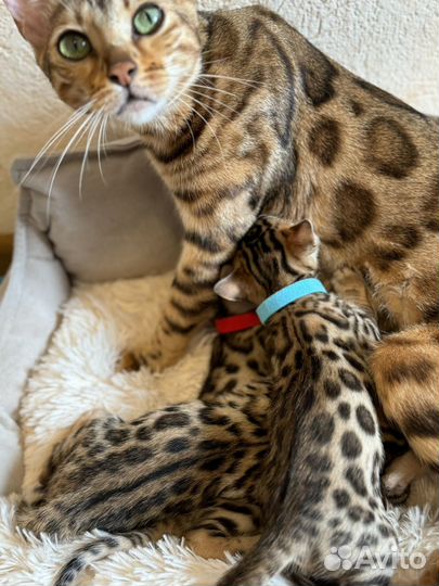 Бенгальская