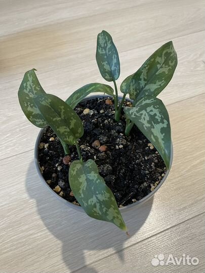 Цветы комнатные (набор)