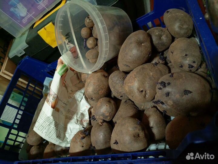 Картофель семенной синий(антоциановый)