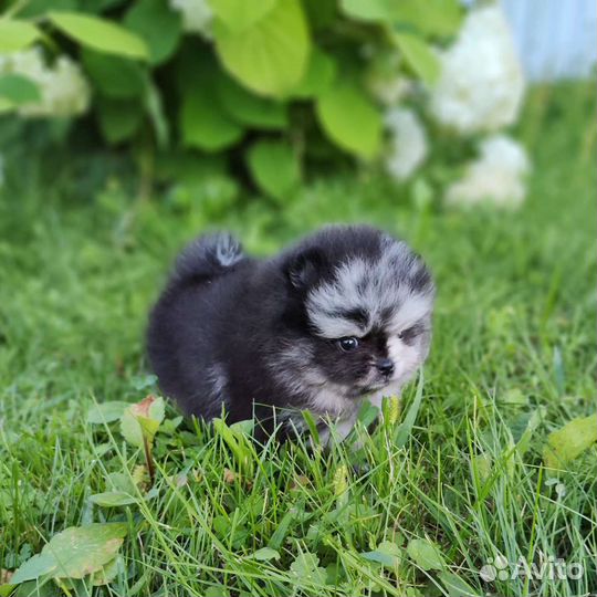 Шпиц Мерле окраса бэби фейс