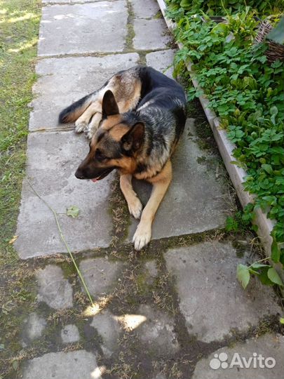 Отдам в добрые руки