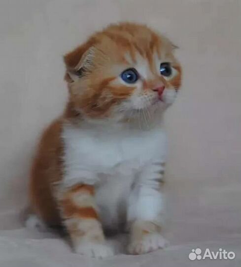 Вислоушата