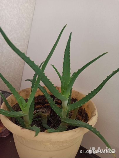 Алоэ столетник