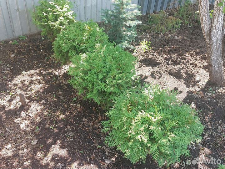 Туя шаровидная Вудварди