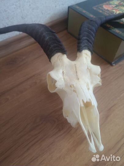 Череп козла