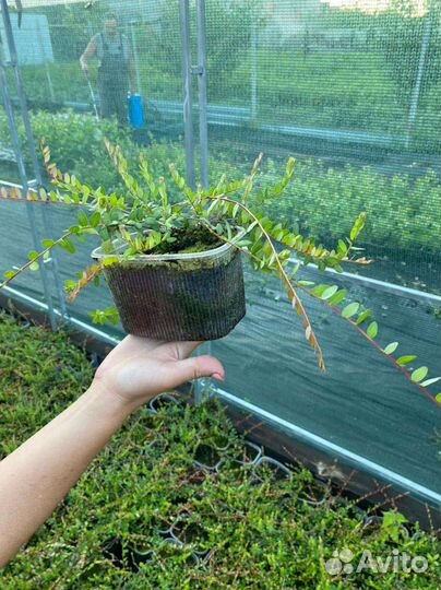 Клюква крупноплодная саженцы 2 сорта зкс