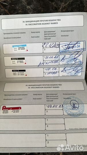 Собака в добрые руки