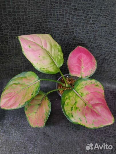 Аглаонема Heng-Heng