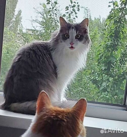 Кошечка для любви