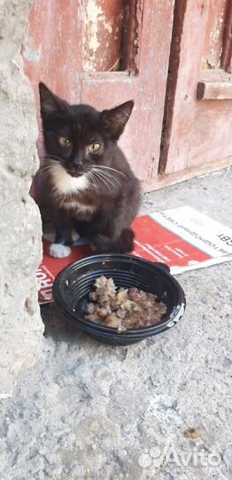 Кот