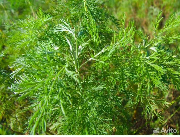 Полынь божье дерево(лимонная полынь)