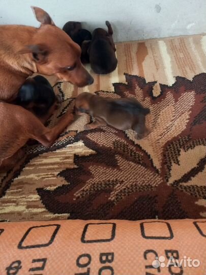 Щенки цвергпинчера мини