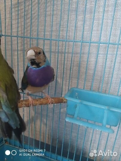 Амадины гульда