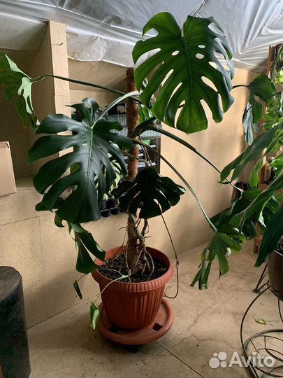 Крупные комнатные растения