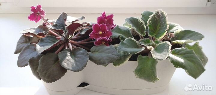 Фиалка, 2 шт. в одном кашпо