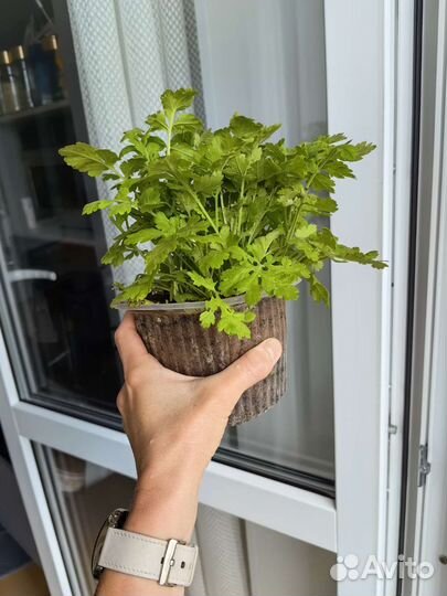 Ромашка нивянник низкорослая