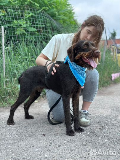 Собака ищет дом