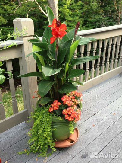 Канна красная